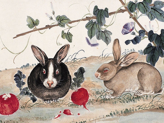 出生年份不同的生肖兔人各是什么命？