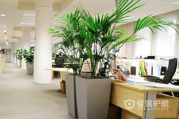 办公室风水中植物的风水摆设都有着哪些关系