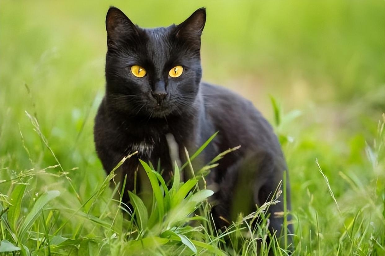 为什么这么少人养黑猫？原因大家都明白了！