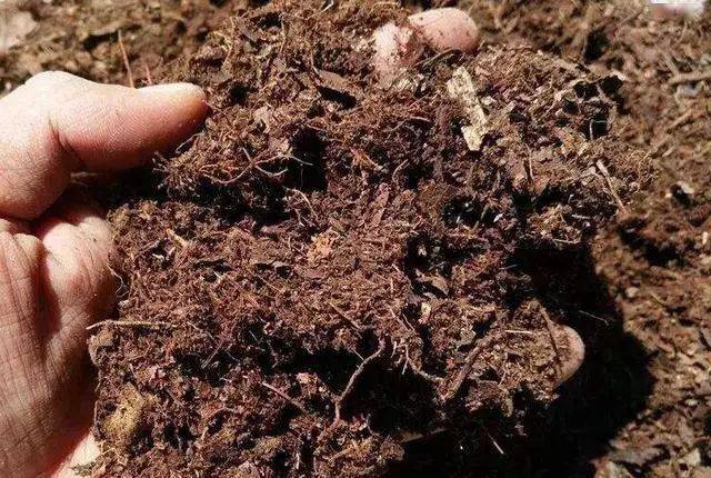 营养土要掺泥土使用吗_买的营养土还用掺土吗_营养土里加什么