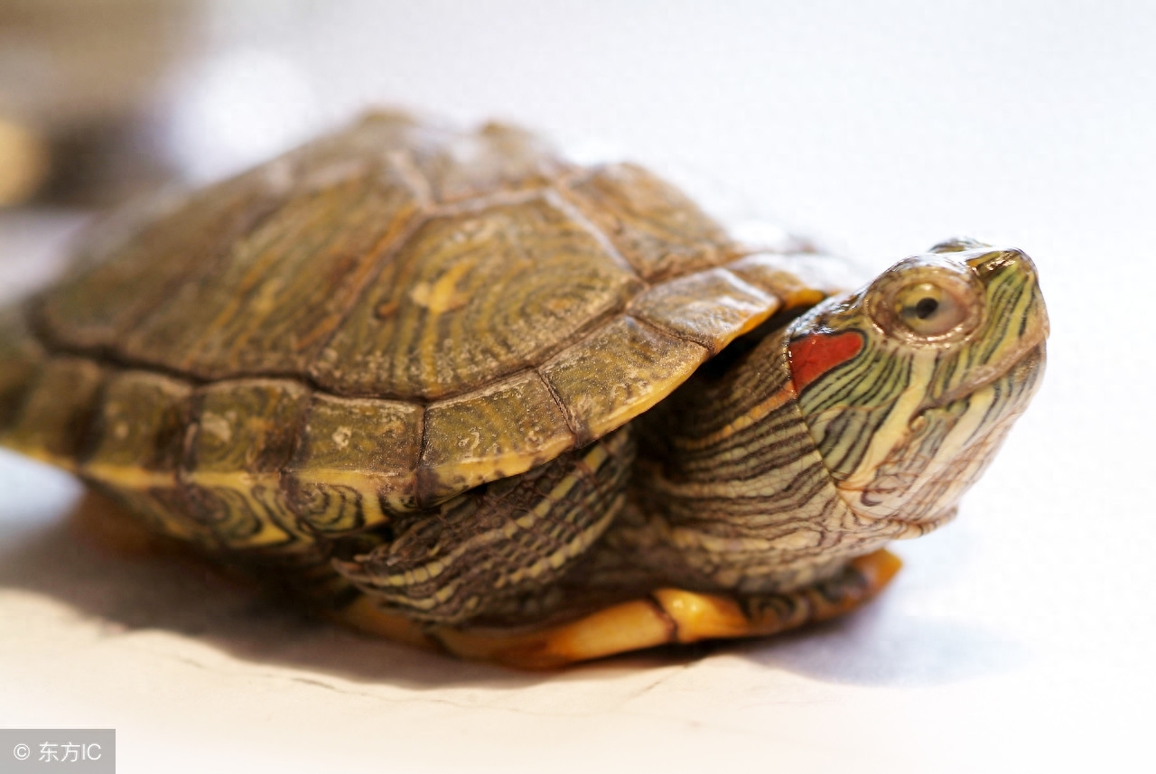 玄武苗裔养龟的两种养法，你知道吗？