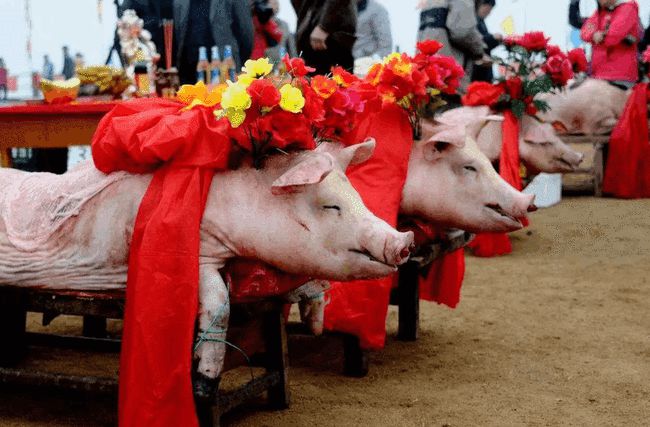 猪文化代表着什么_猪的民俗文化_猪与民俗文化