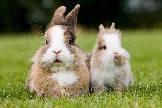 属兔是哪一年 下一个兔年是哪几年